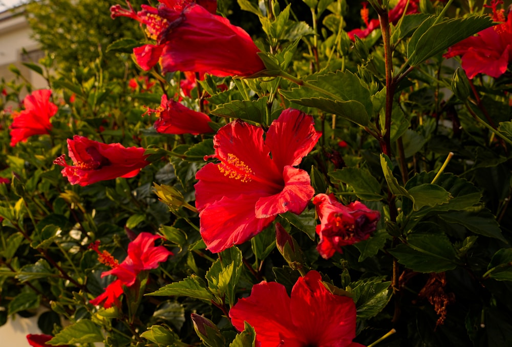 a bunch of red flowers in a garden