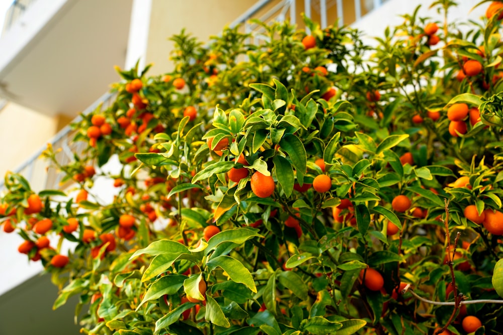 Un árbol lleno de muchas naranjas al lado de un edificio