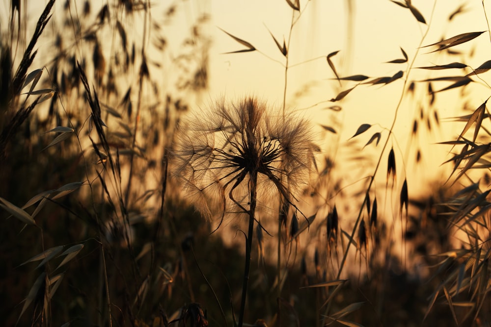 a dandelion in a field with the sun setting in the background