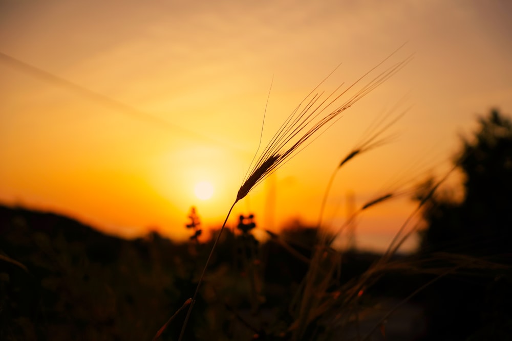 the sun is setting over a field of grass