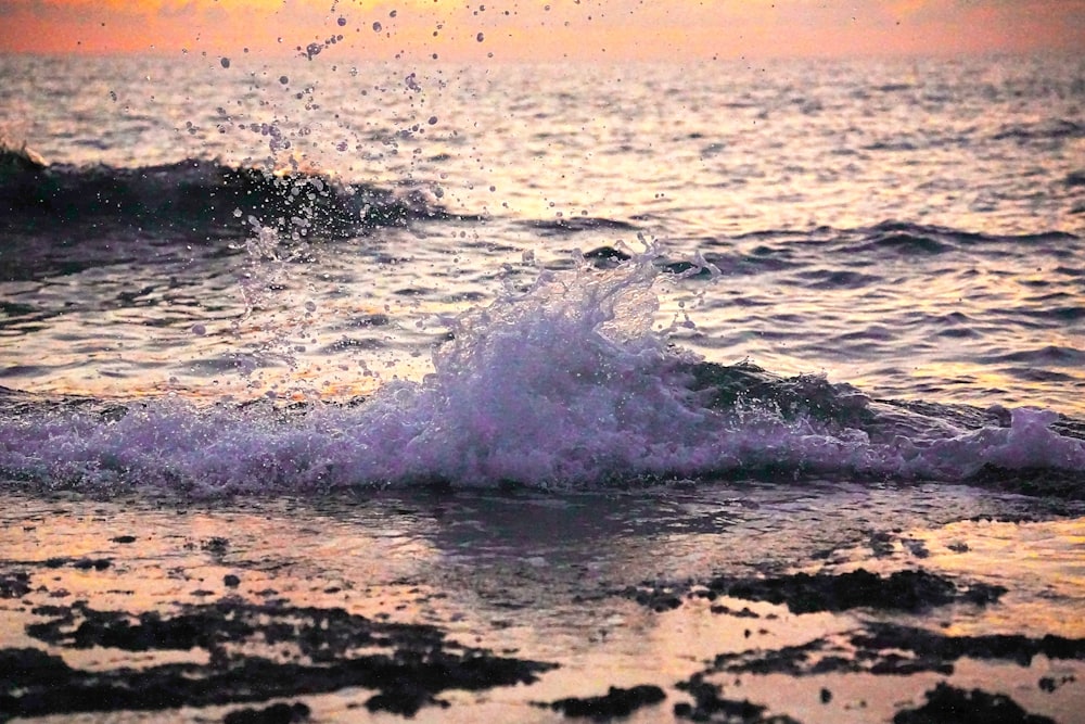 a bird flying over a body of water