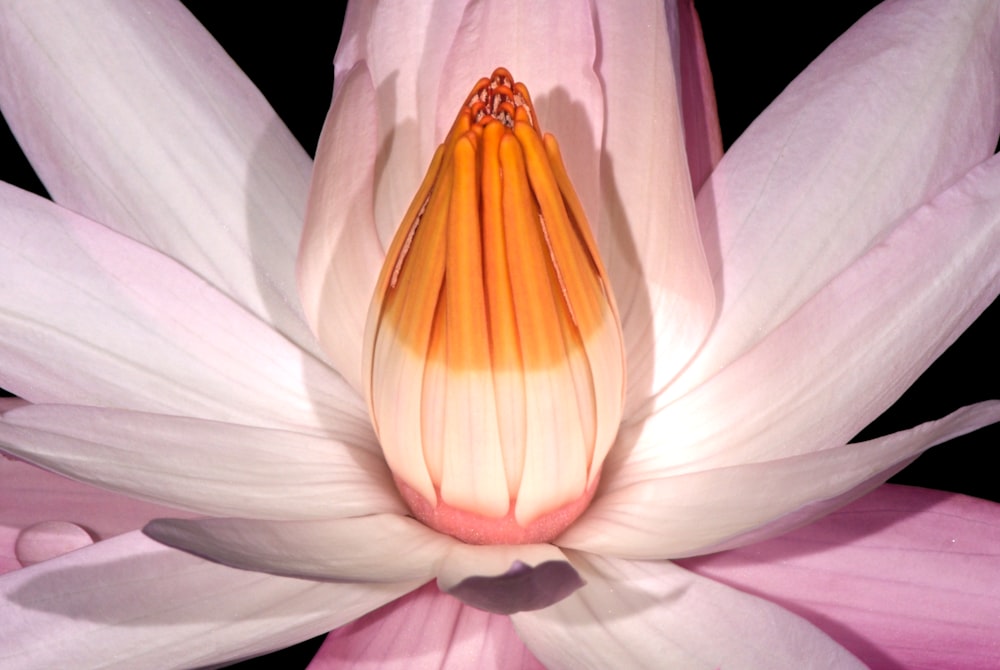 a close up of a pink flower with a black background