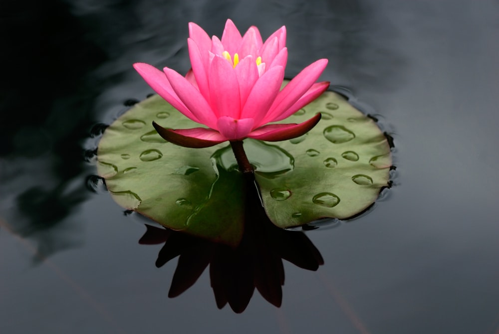 um lírio-d'água rosa flutuando em cima de uma lagoa