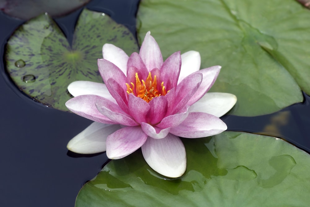 a pink and white water lily in a pond