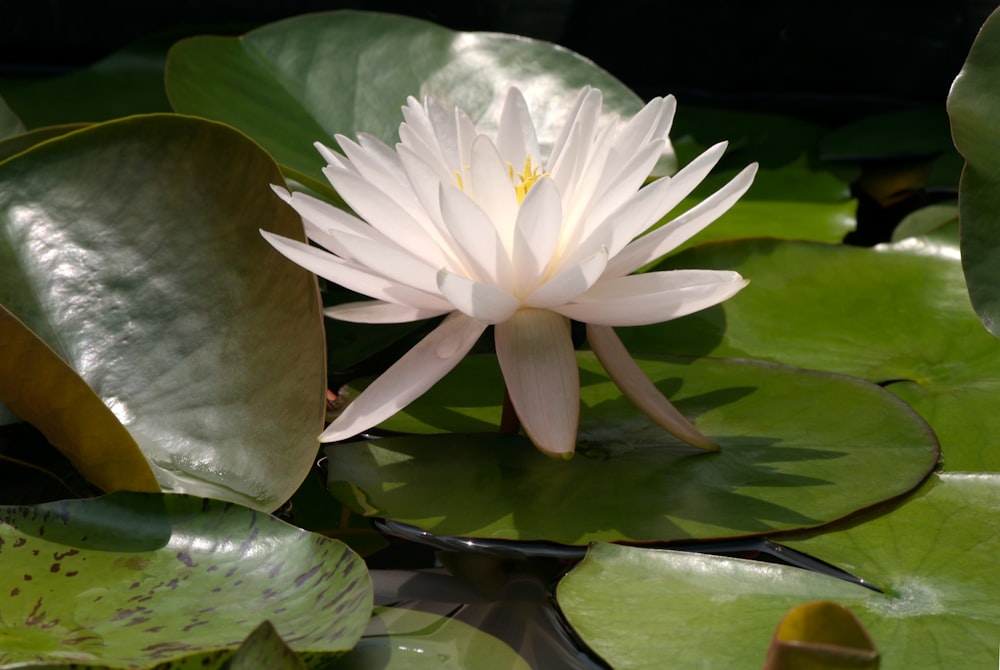 a white water lily in a pond surrounded by green leaves