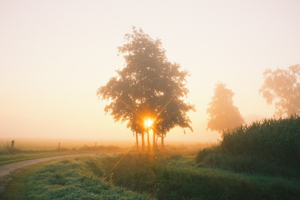 the sun shines through the foggy trees on the side of the road