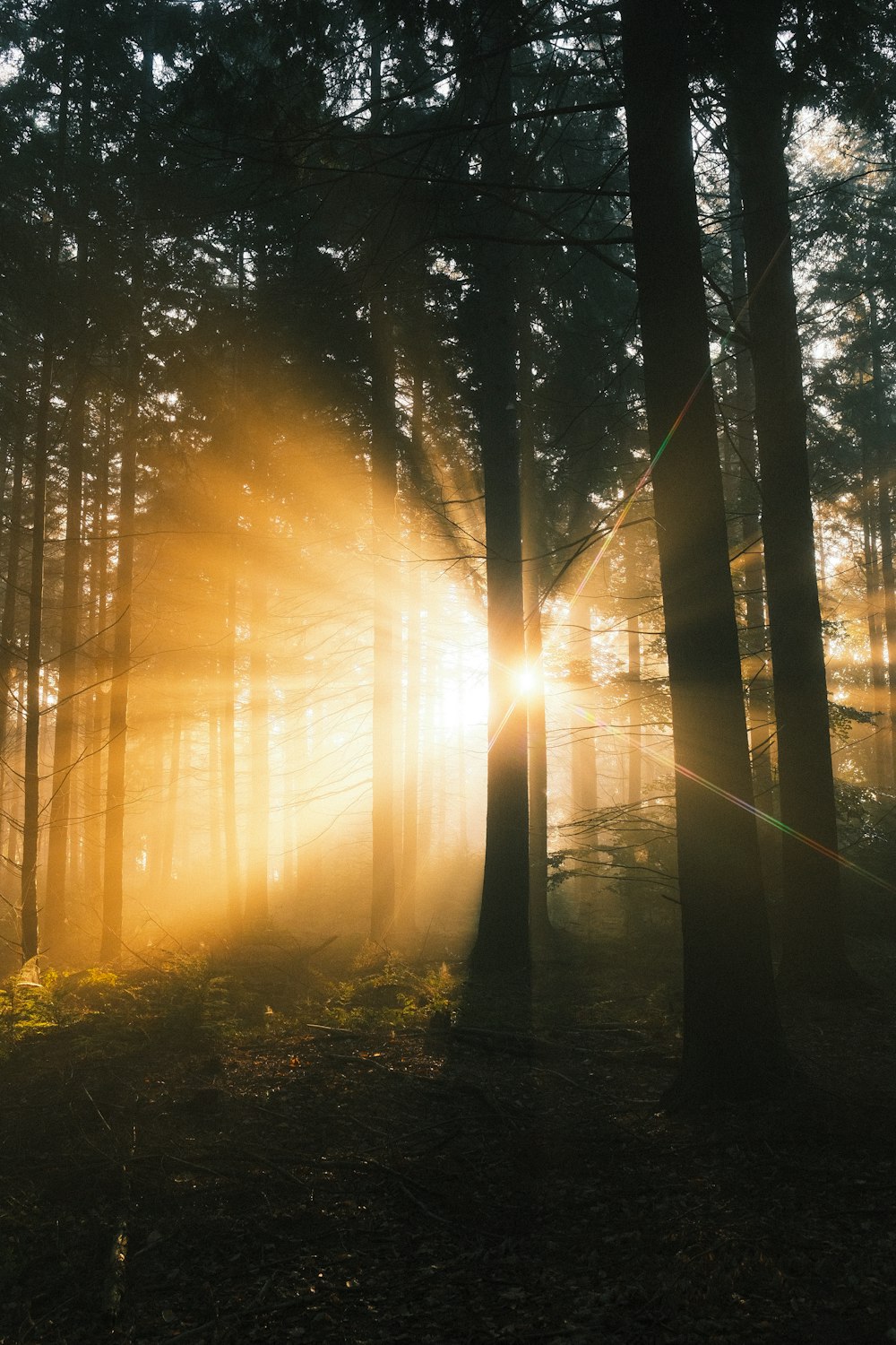 the sun is shining through the trees in the forest