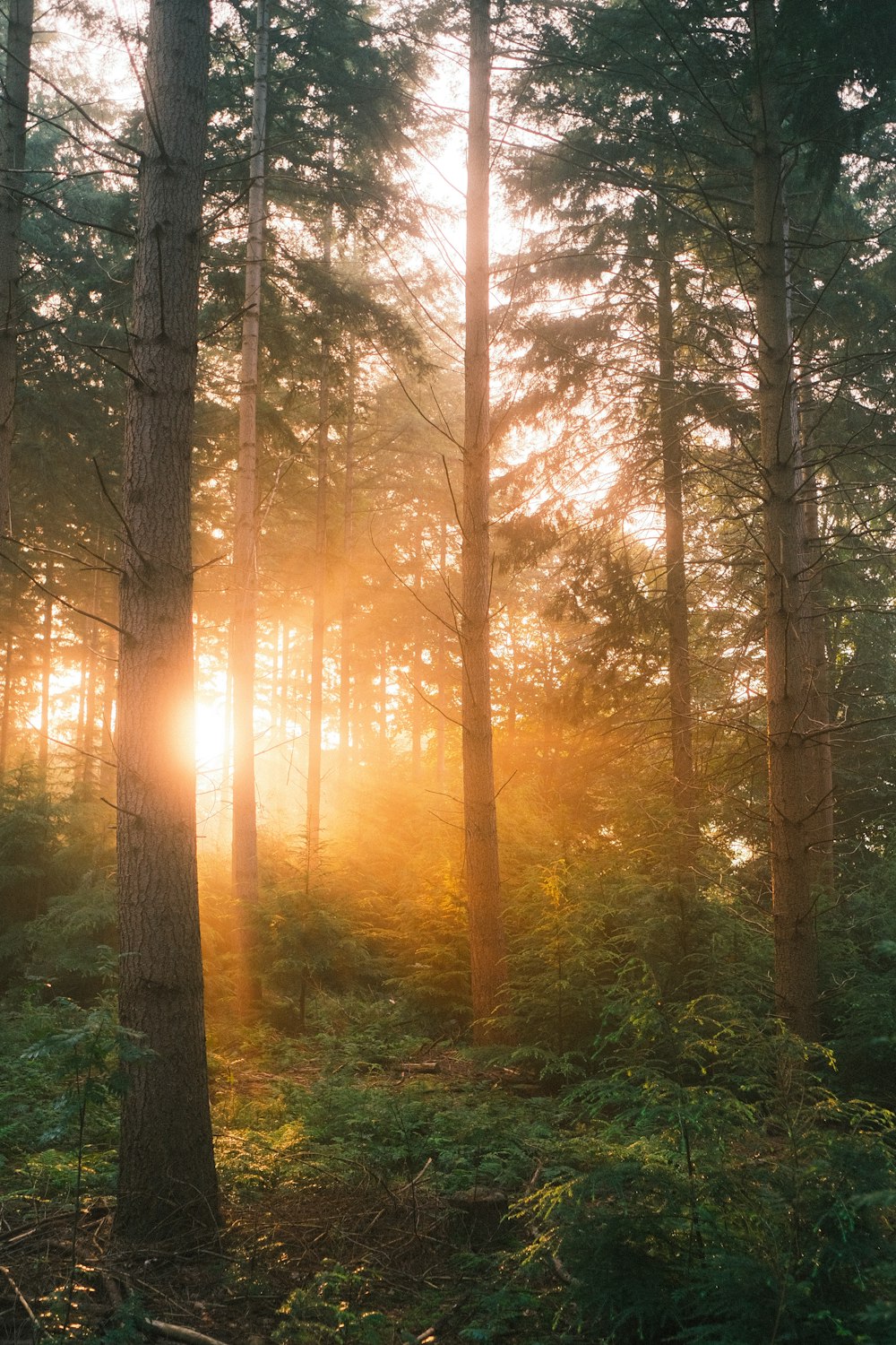 Die Sonne scheint durch die Bäume im Wald