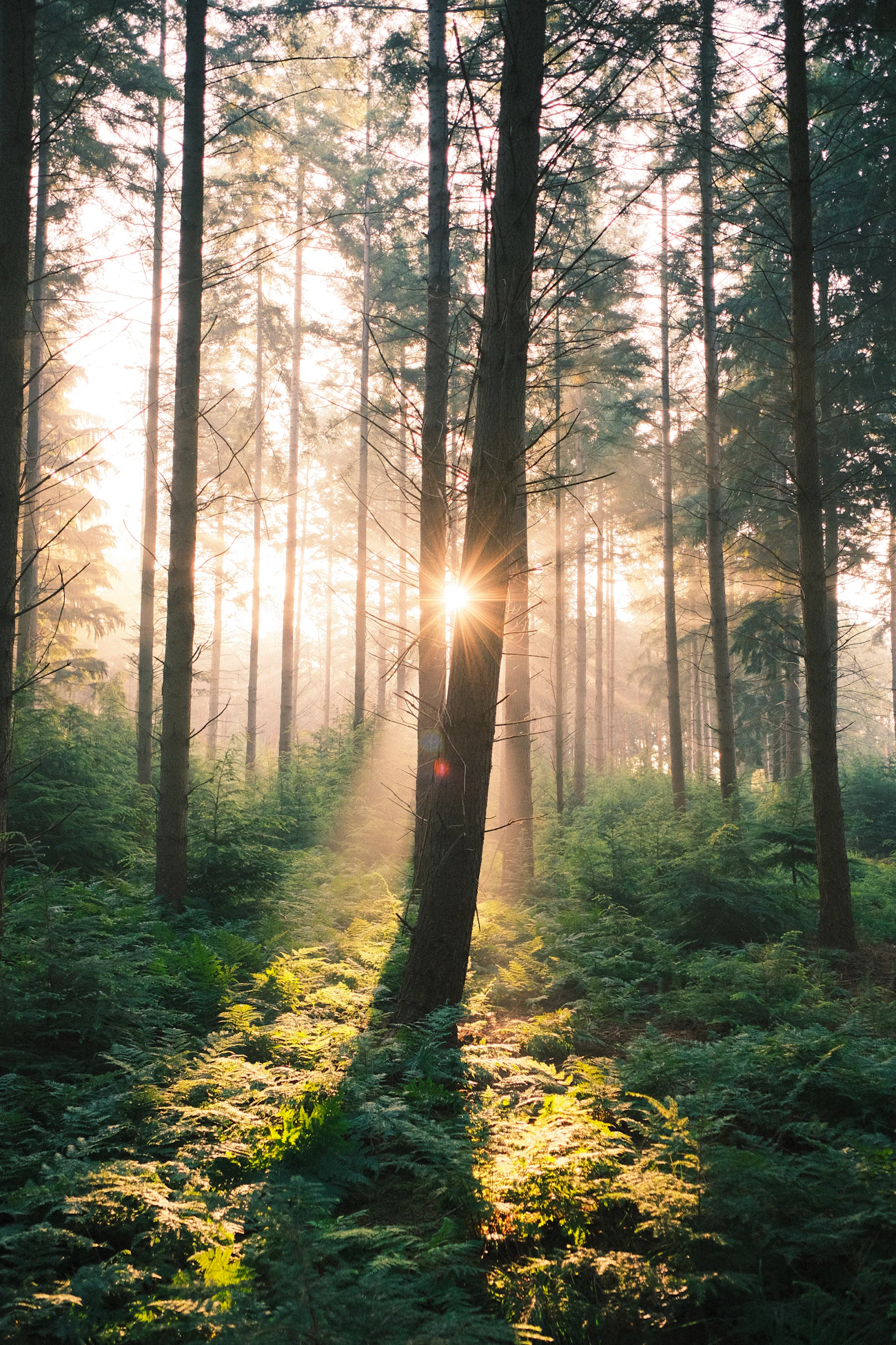Soft morning light illuminating a quiet woodland