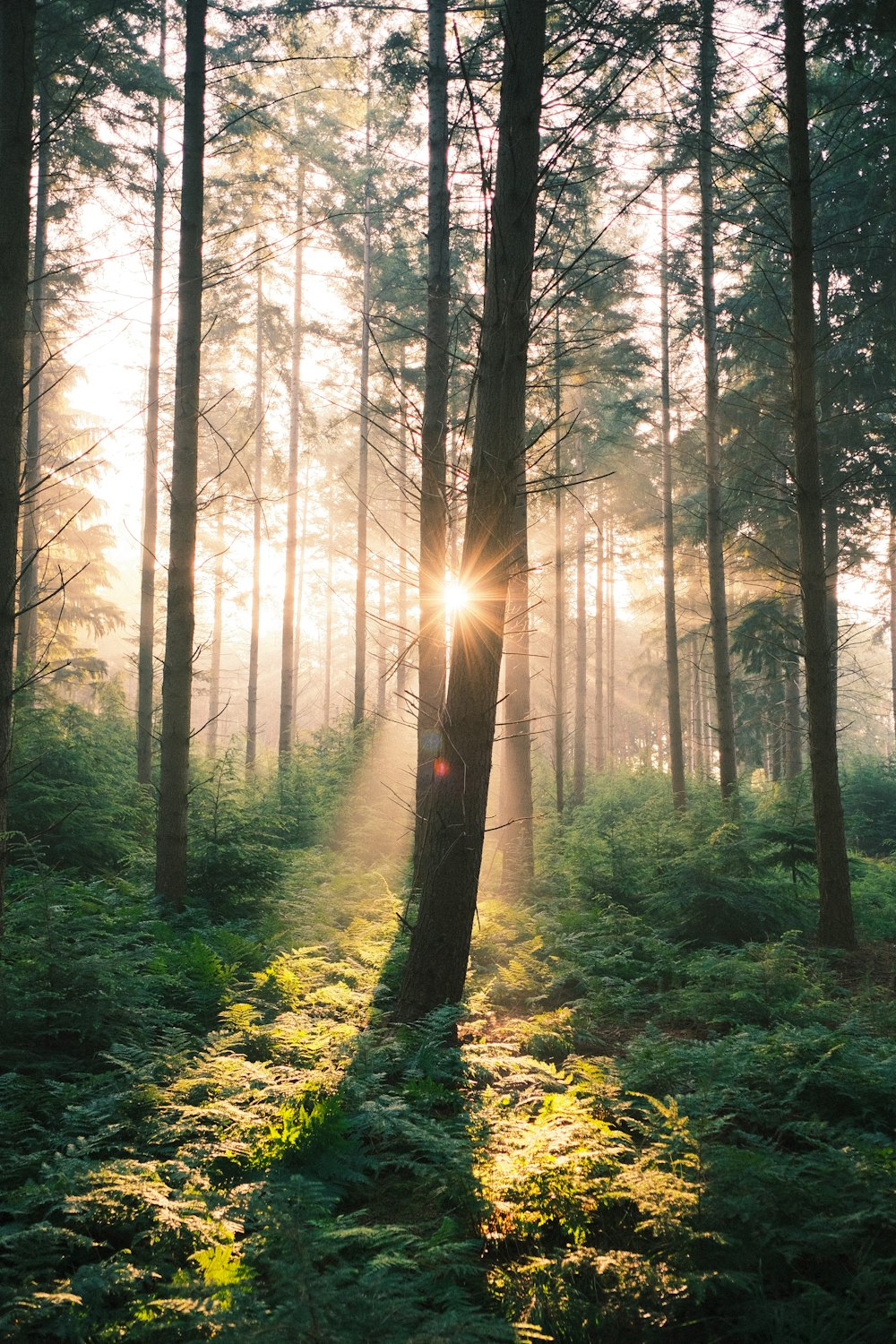 the sun is shining through the trees in the forest