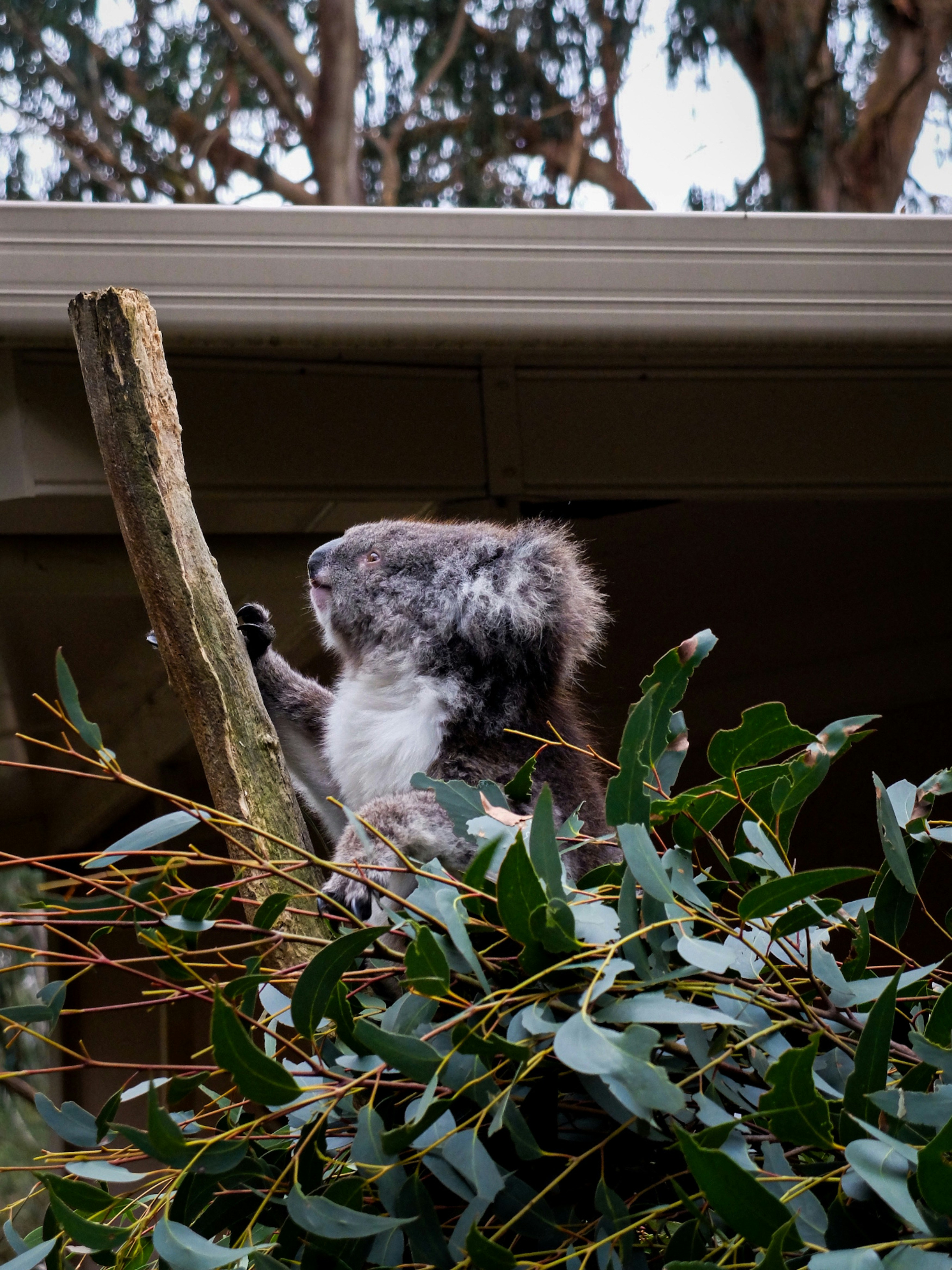 a koala climbing up a tree branch