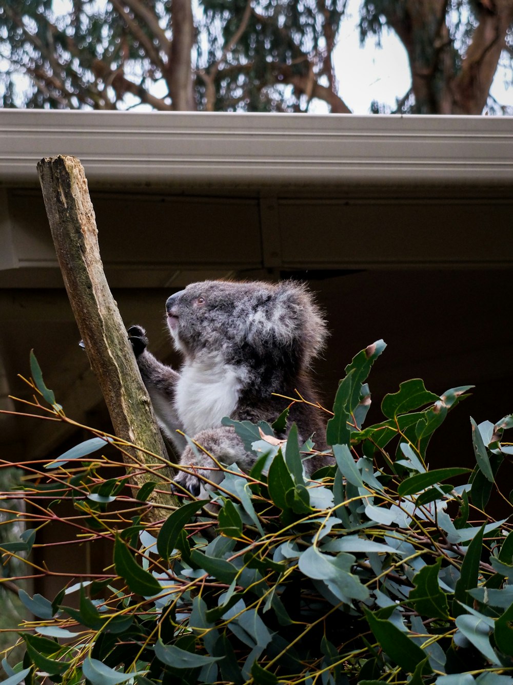 a koala climbing up a tree branch