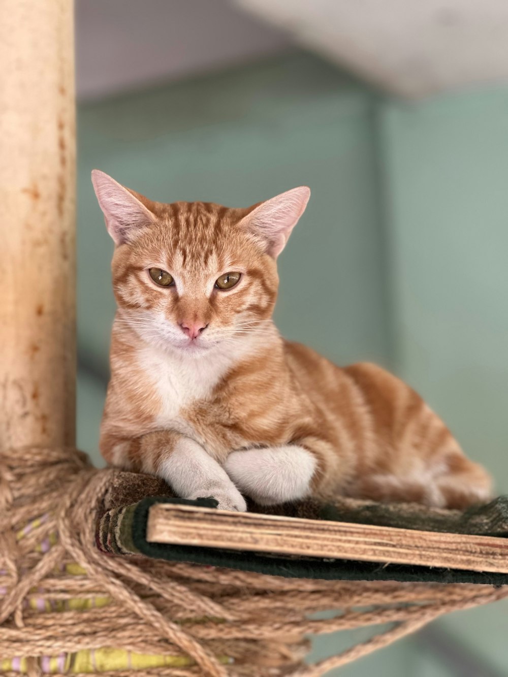 an orange and white cat sitting on top of a book