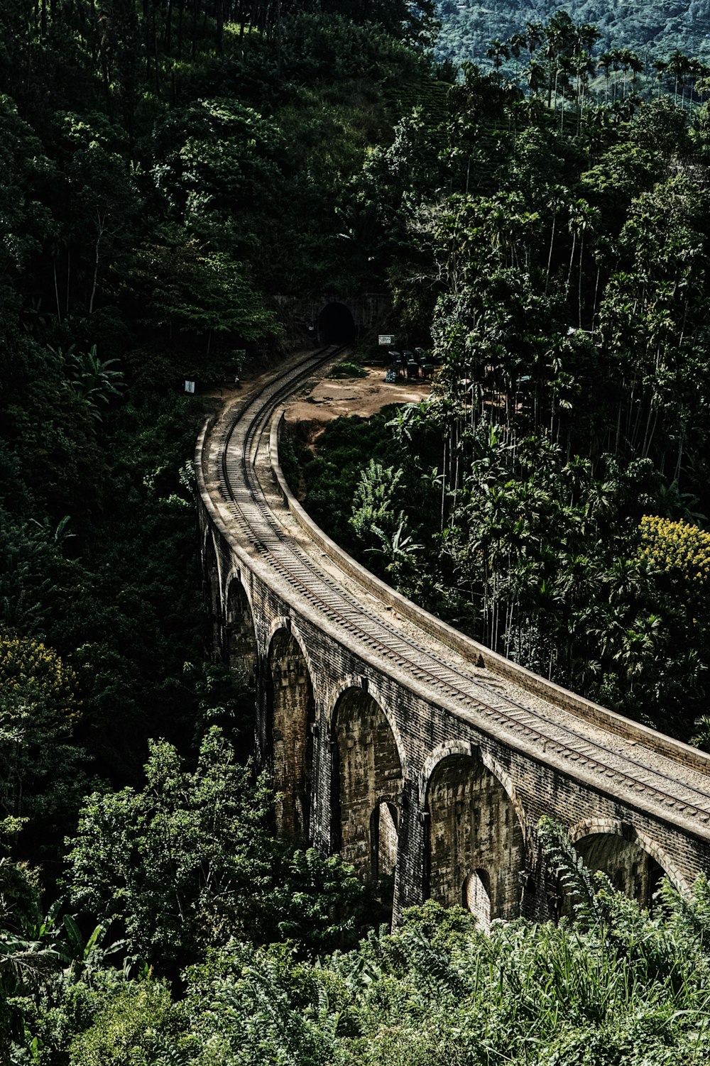 a train traveling over a bridge in the middle of a forest