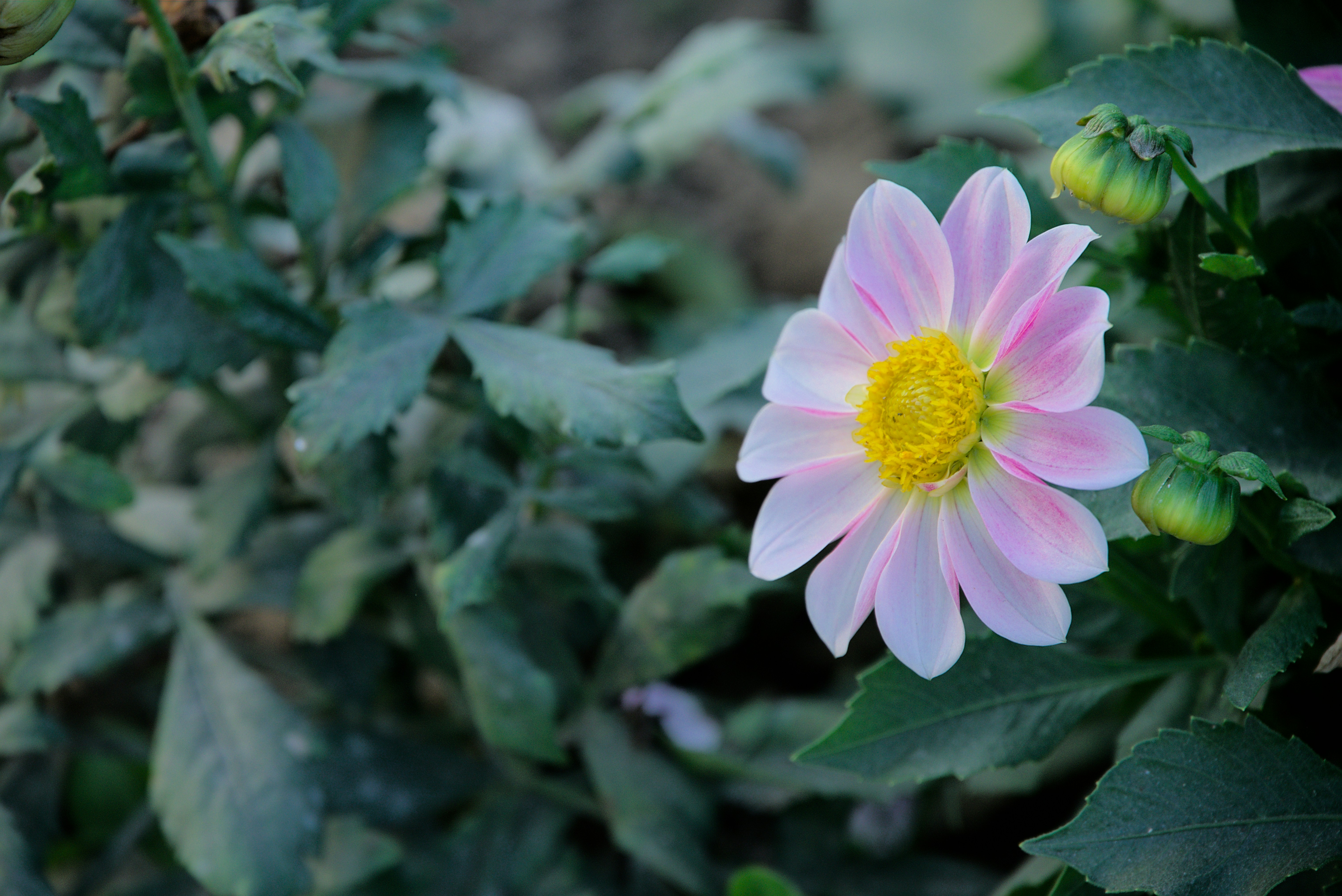 Photo by tanujsky