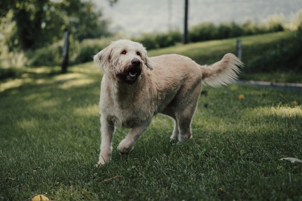 a dog that is standing in the grass