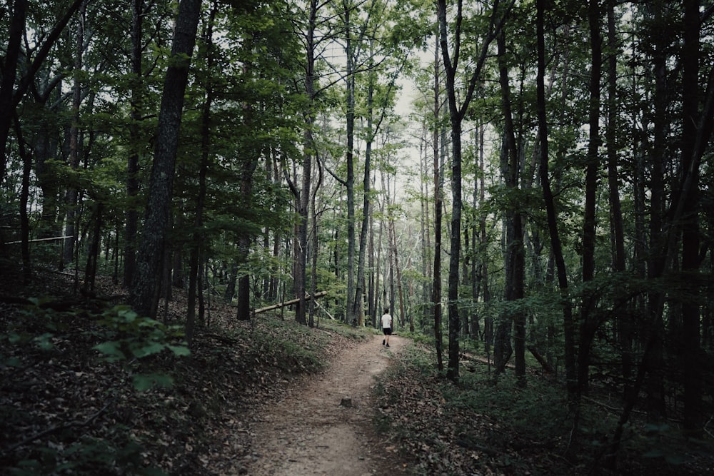 a dirt path in the middle of a forest