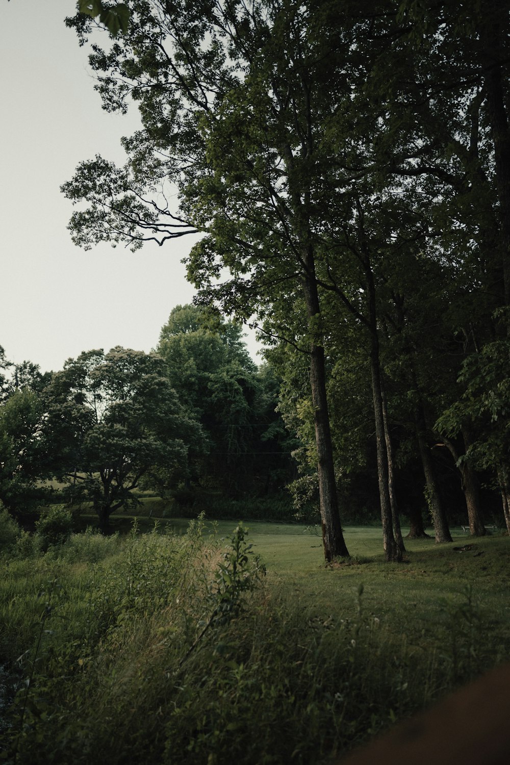 a grassy field with trees and bushes in the background