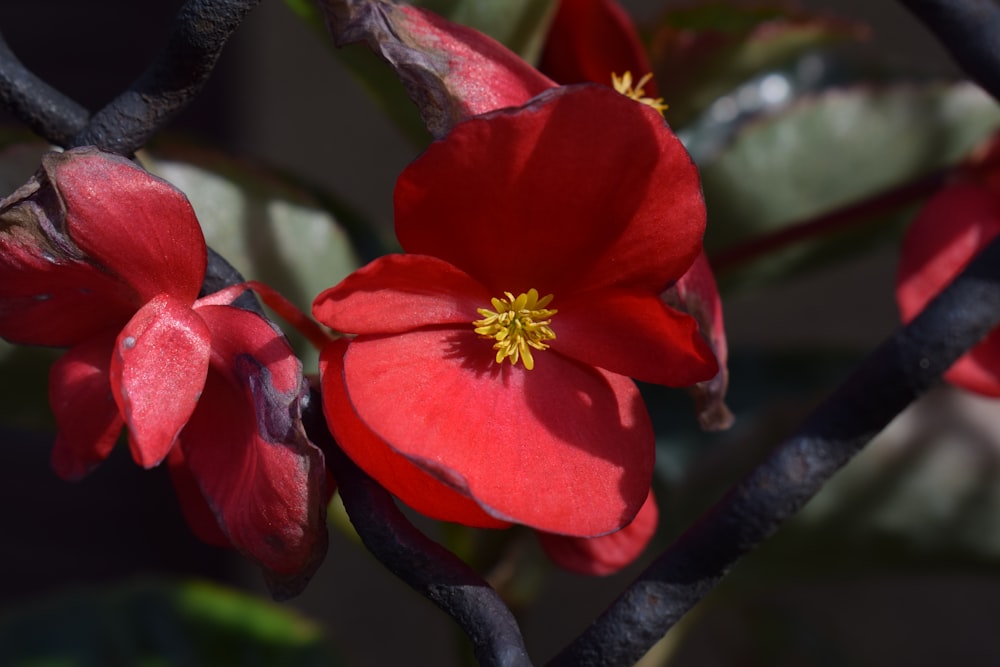 un primer plano de una flor roja en un árbol