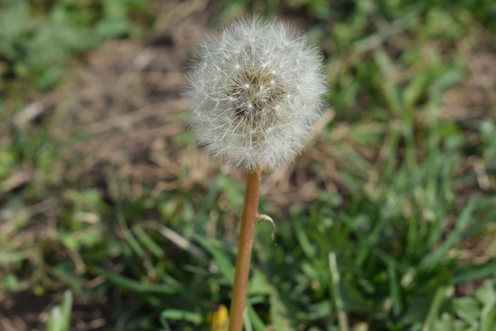 a dandelion in the middle of a field