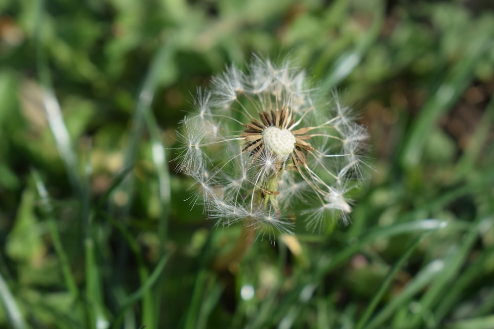 a close up of a dandelion in the grass