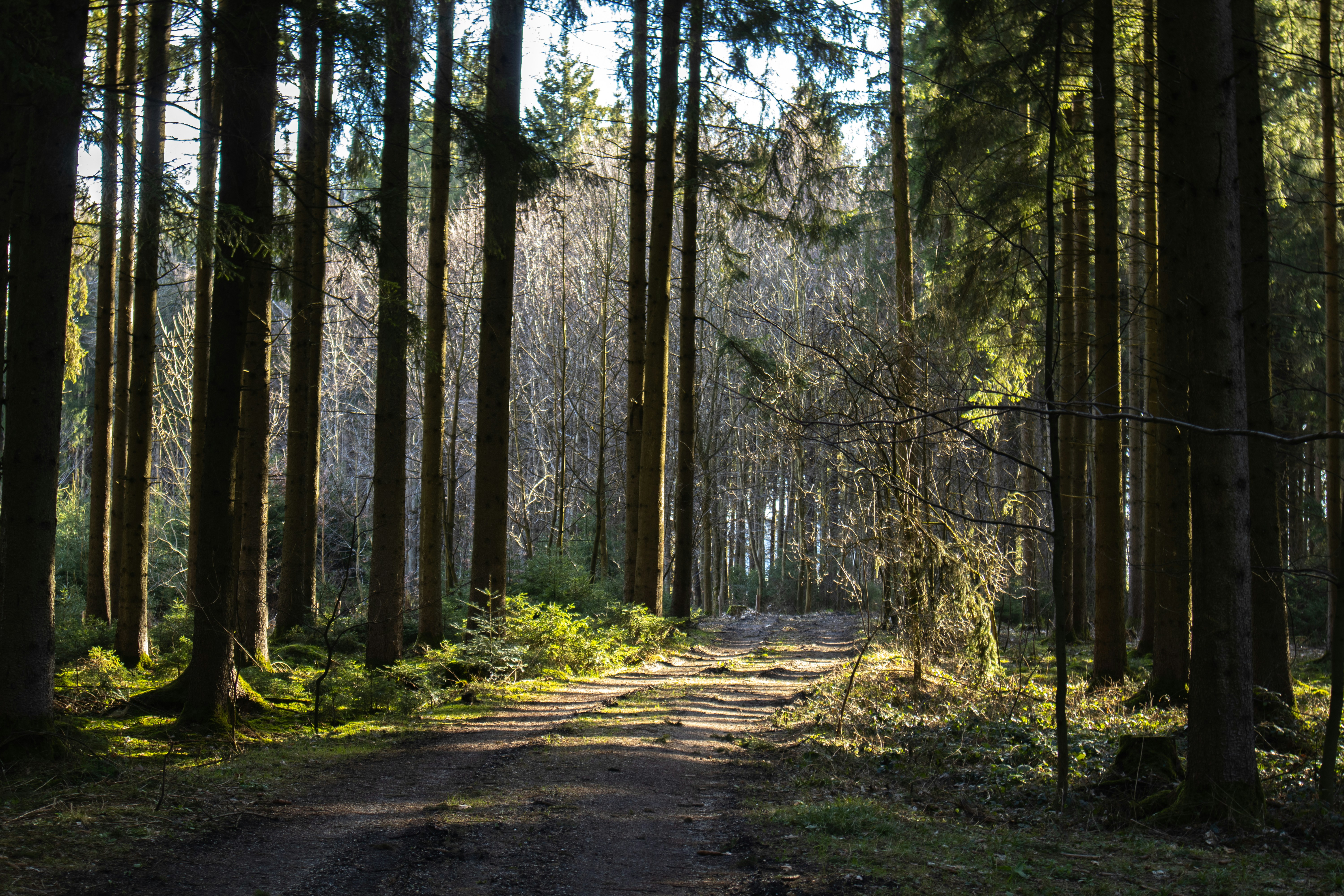 Photo by marko_lengyel