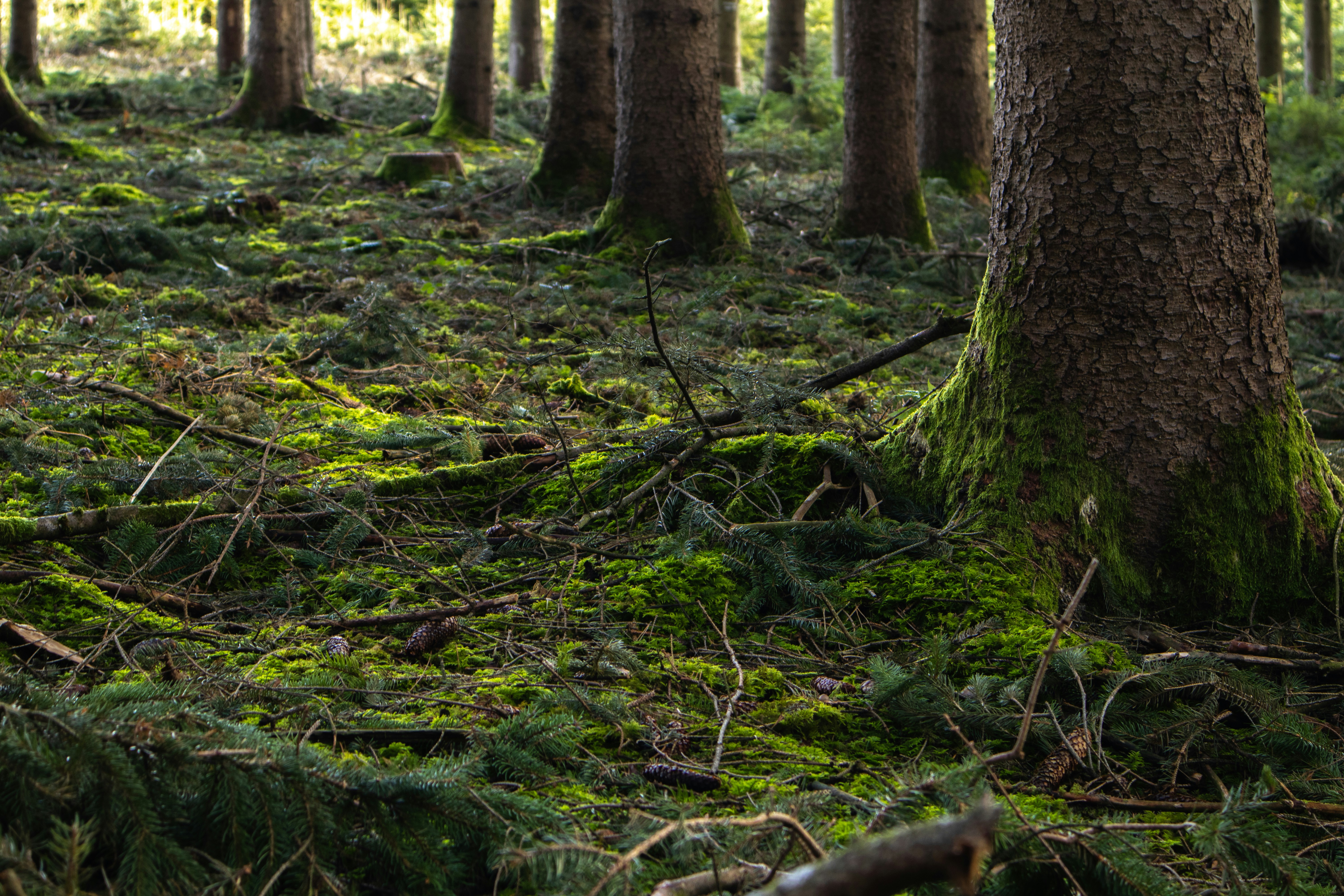 Photo by marko_lengyel