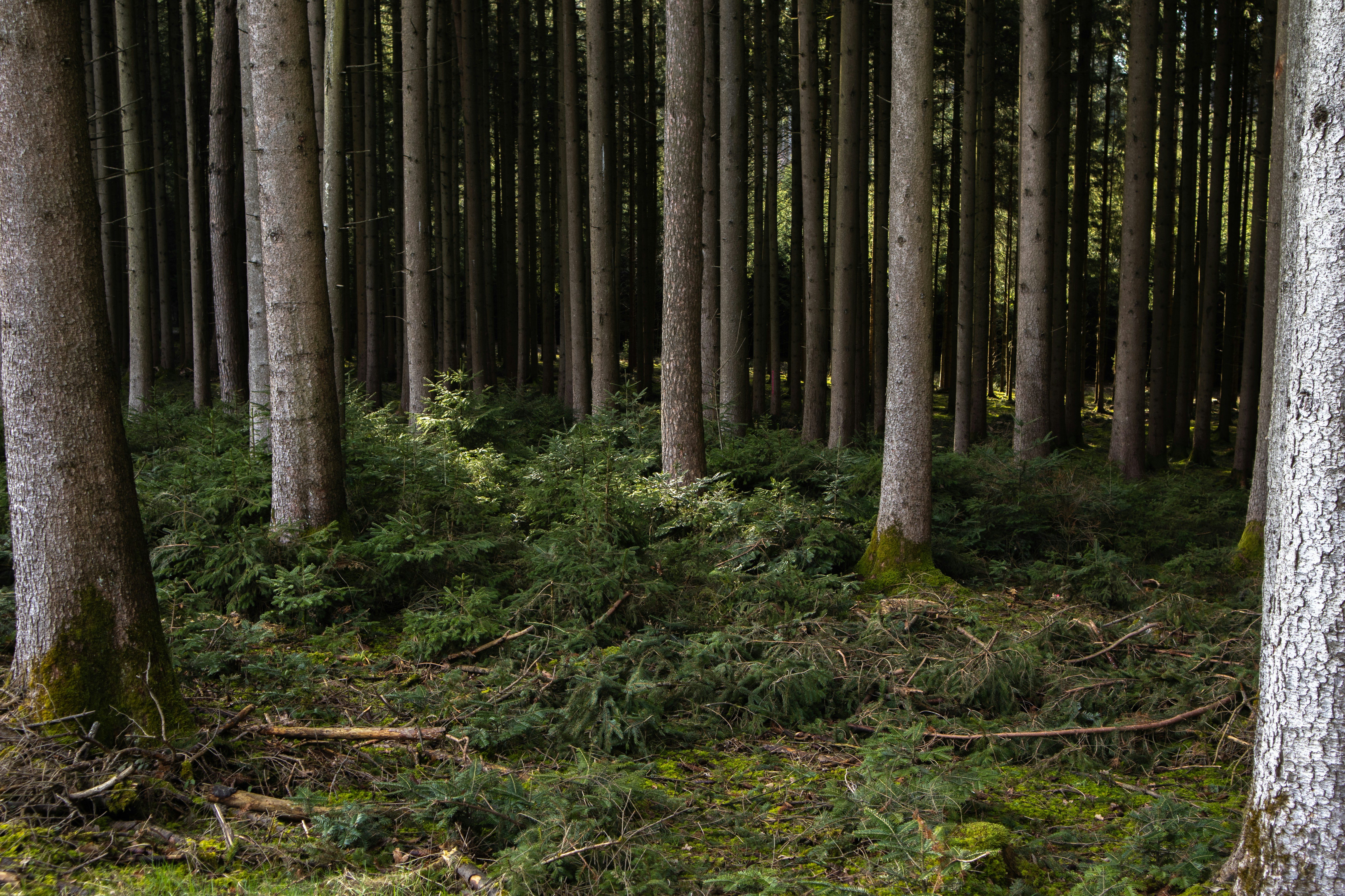 Photo by marko_lengyel