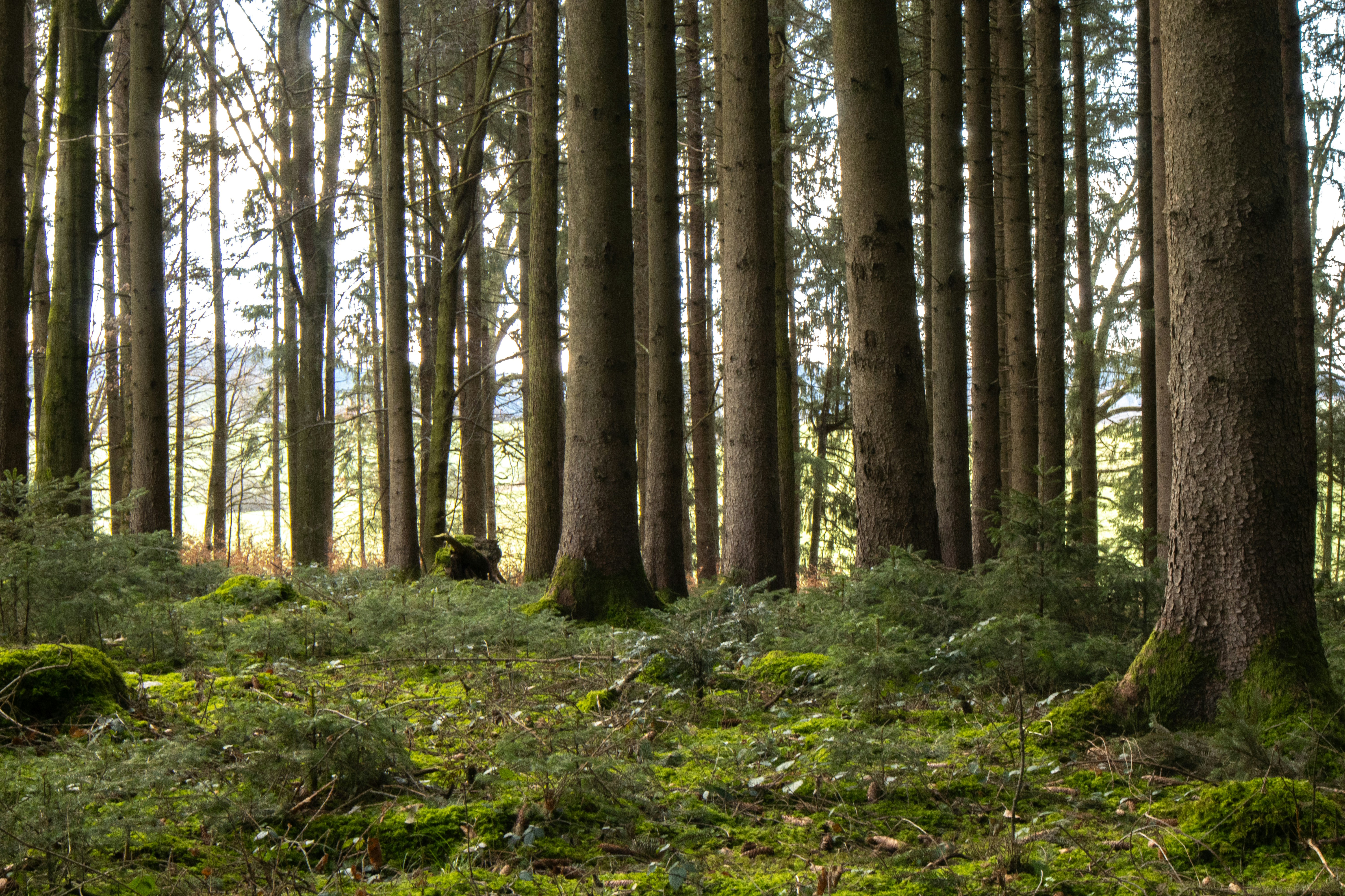 Photo by marko_lengyel