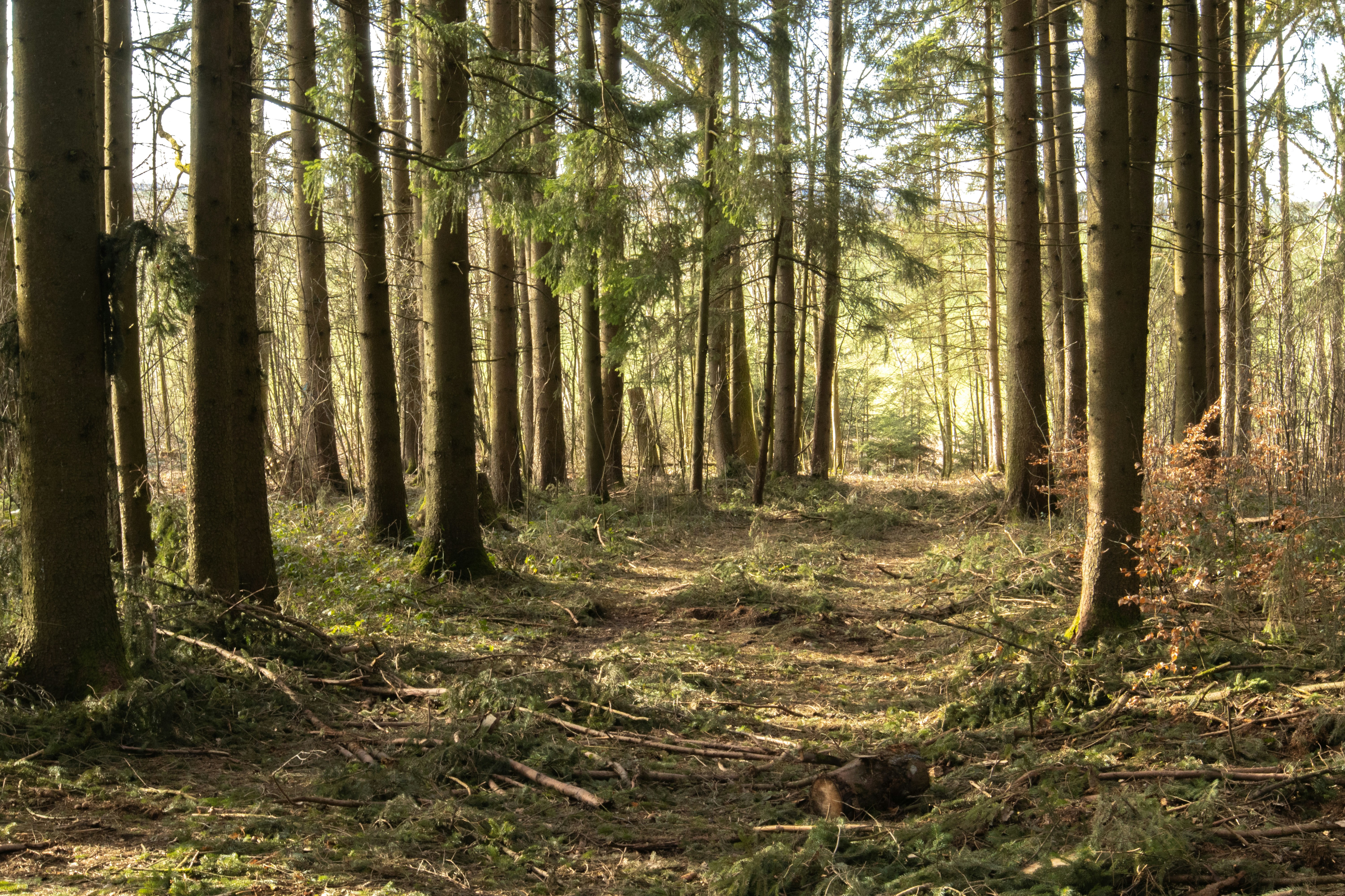 Photo by marko_lengyel