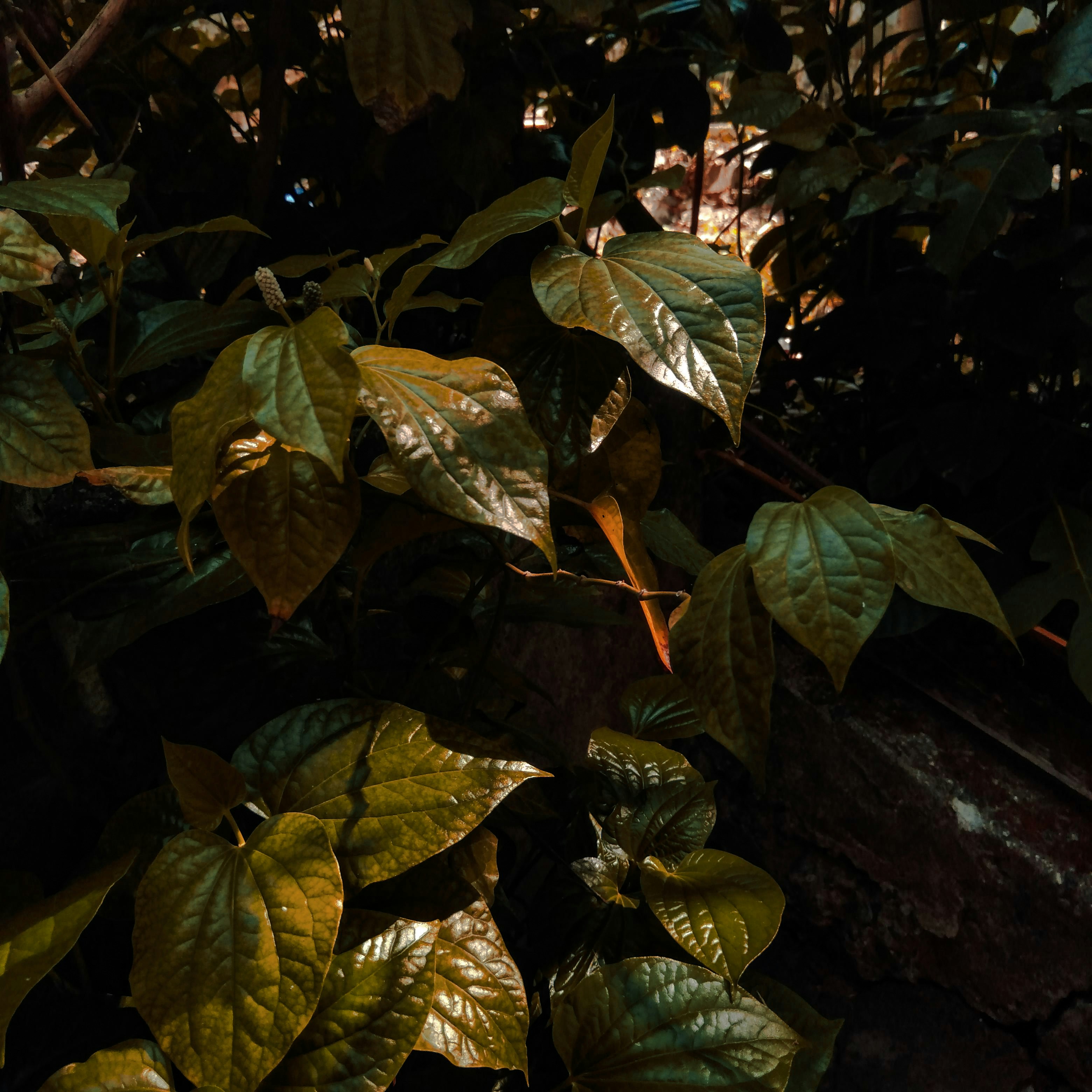 Photo by surely_abhiram_sp_h2