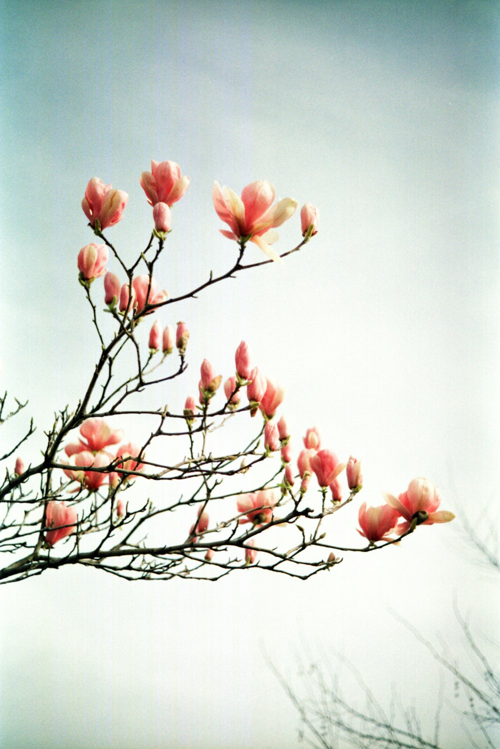 a branch with pink flowers on it against a blue sky