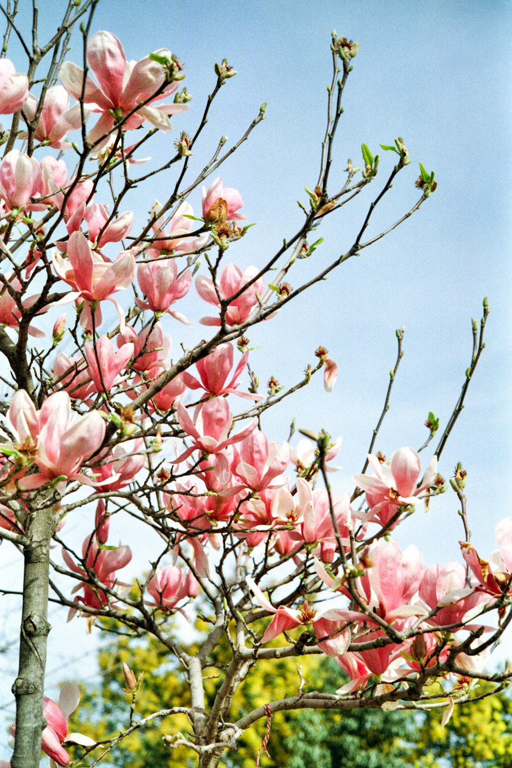 a tree with lots of pink flowers on it