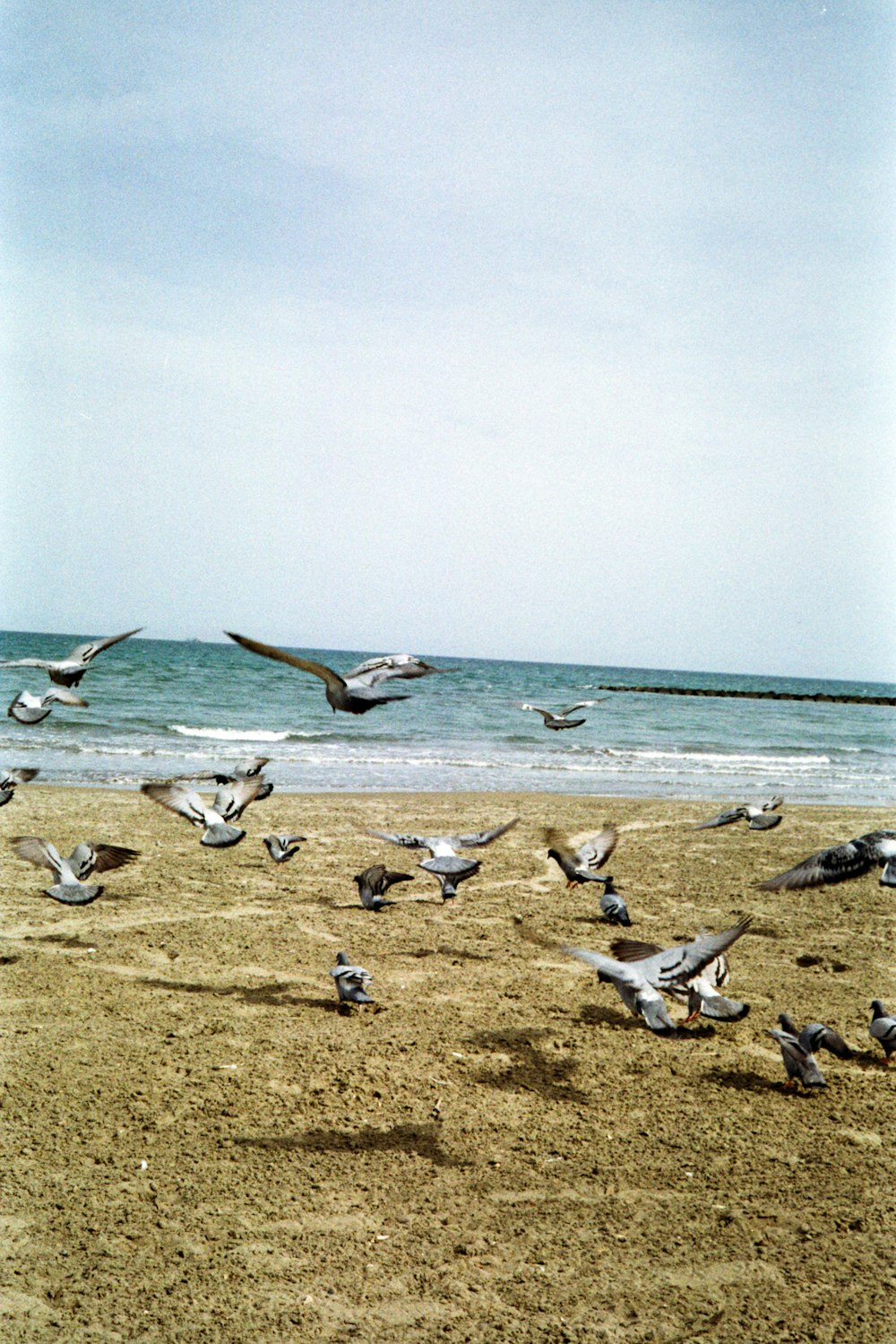 a flock of birds flying over a sandy beach