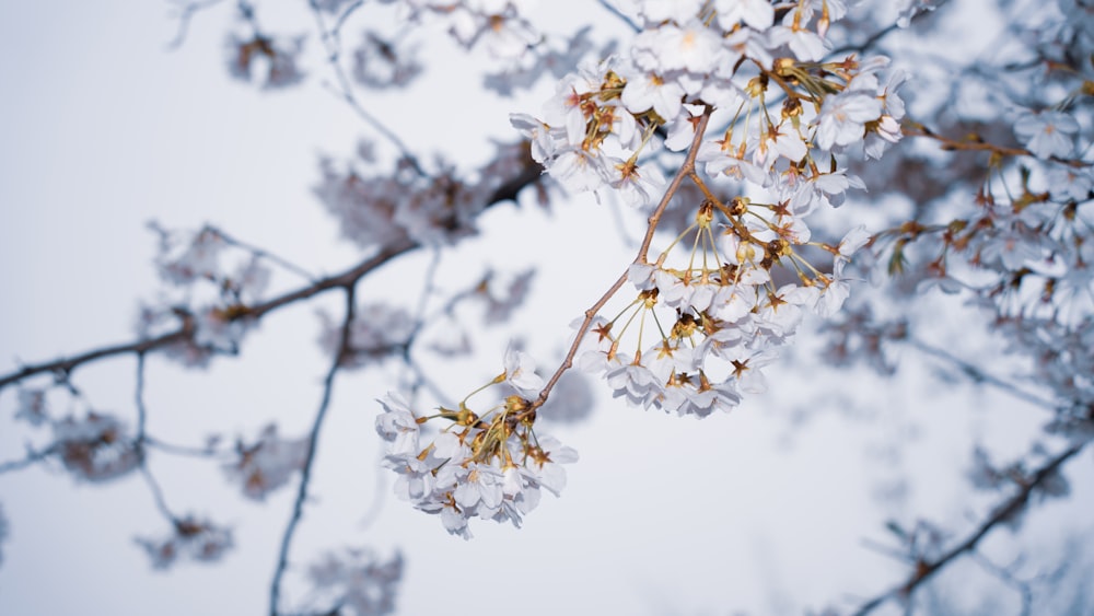 a branch of a tree with white flowers