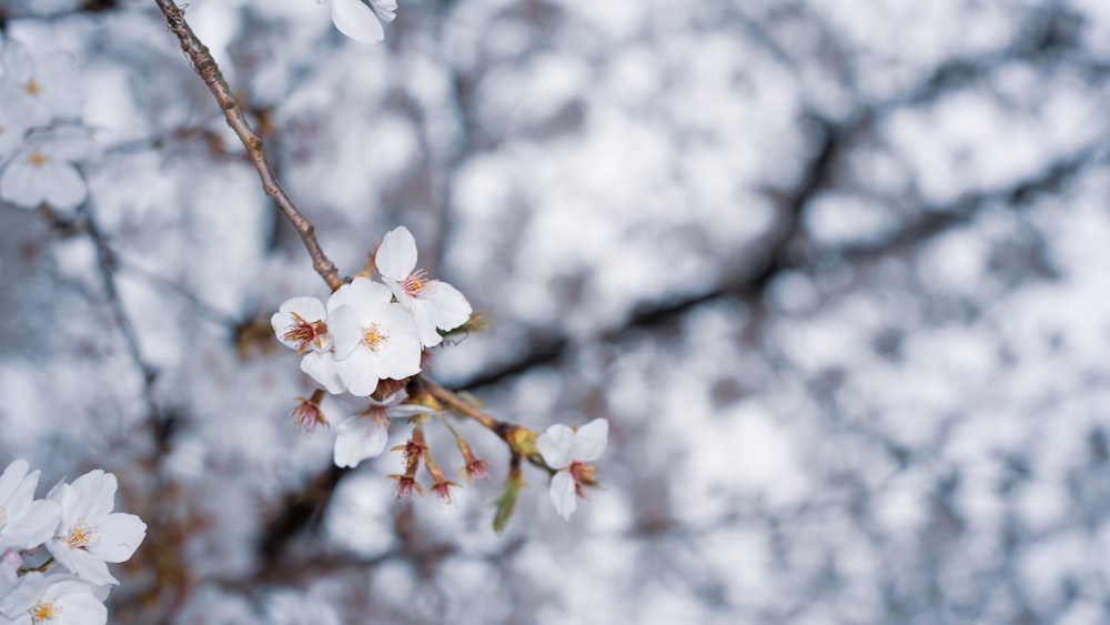 a branch of a tree with white flowers