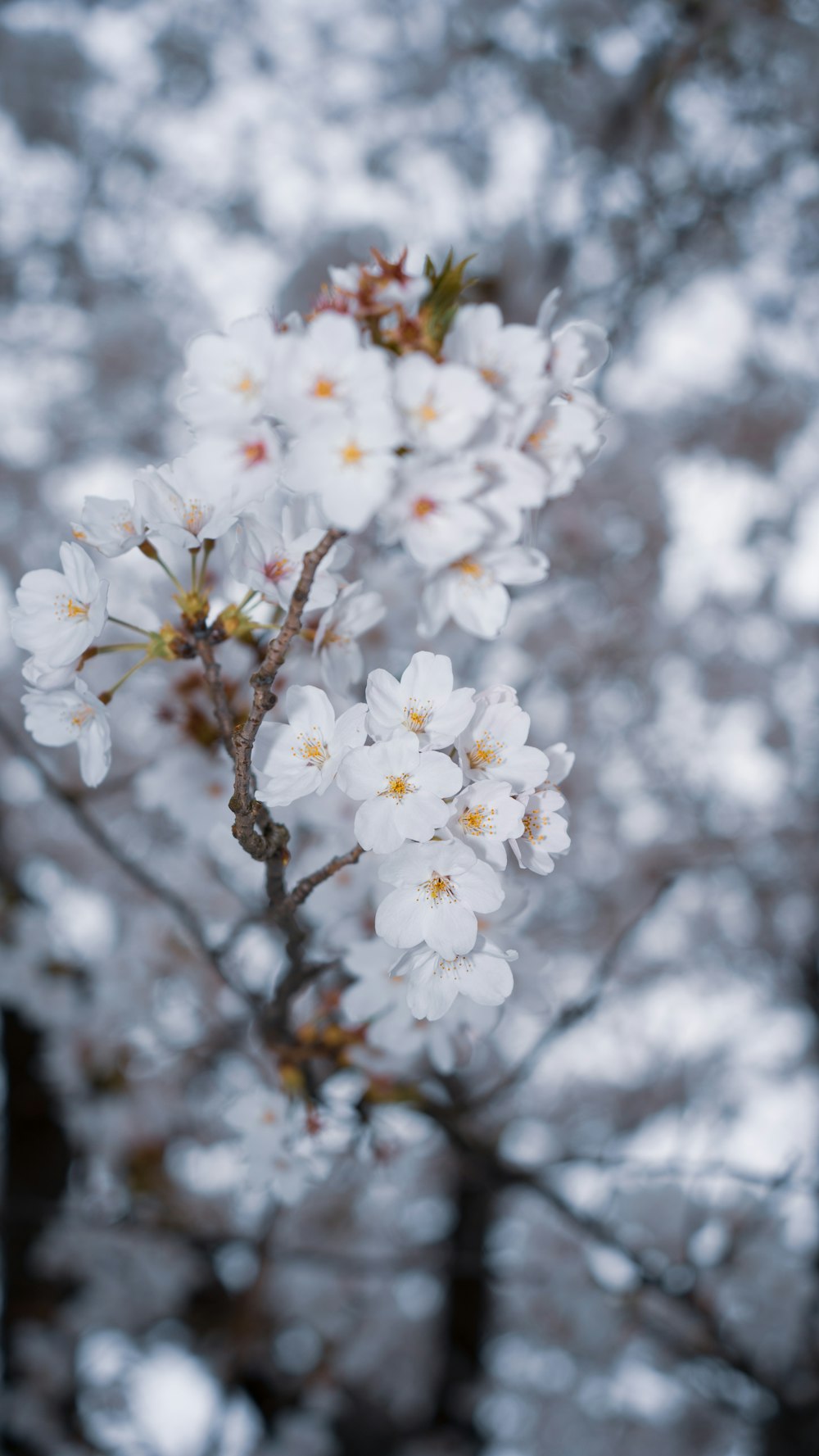 a branch with white flowers in the middle of a forest