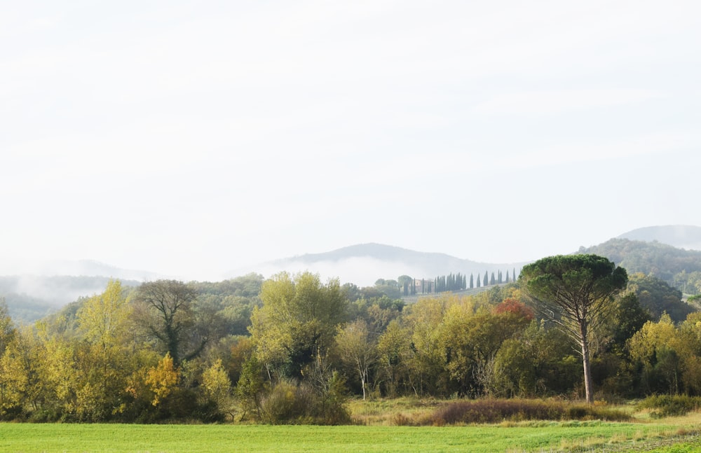 a grassy field with trees and mountains in the background