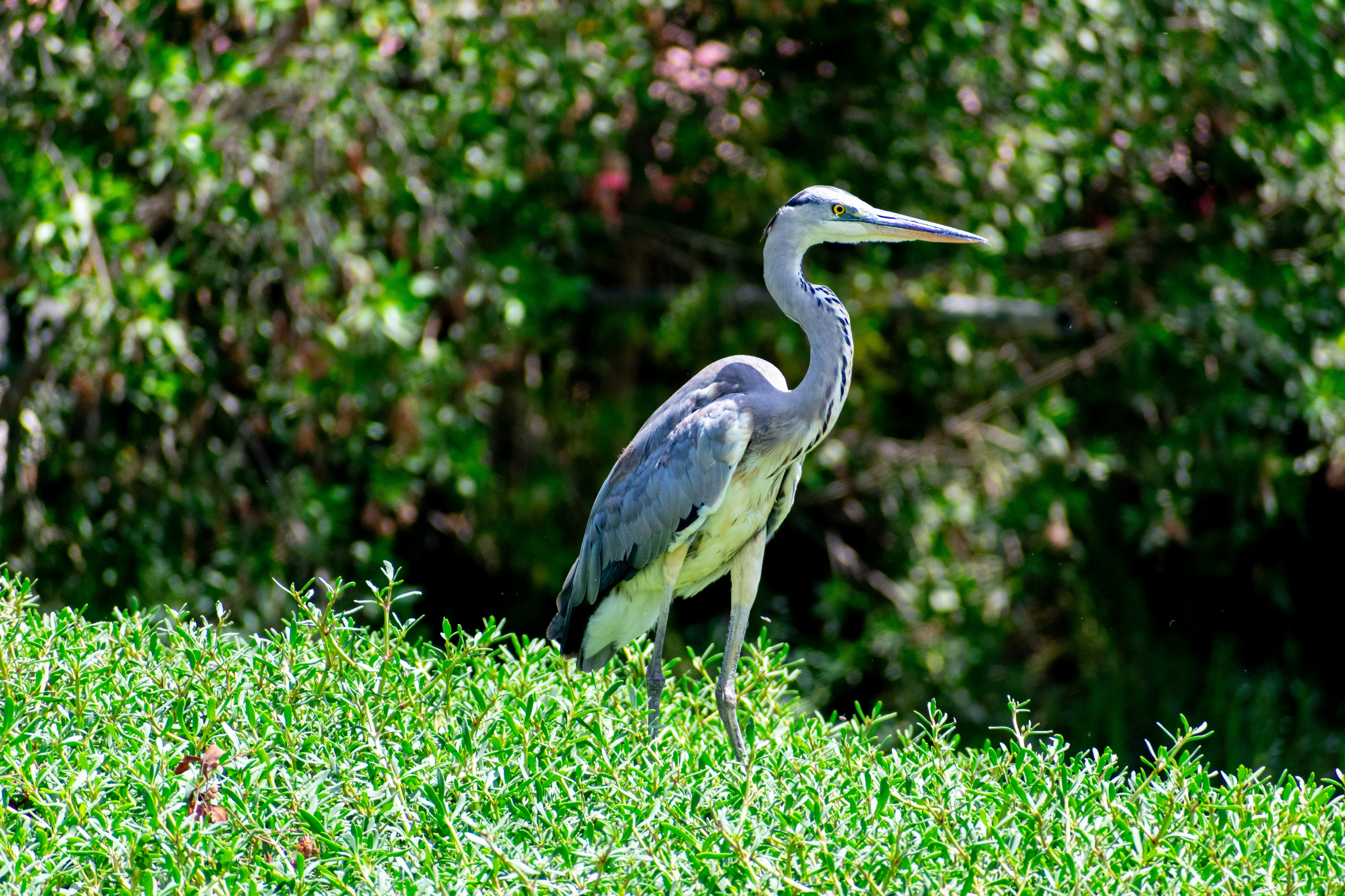 a bird standing on top of a lush green field