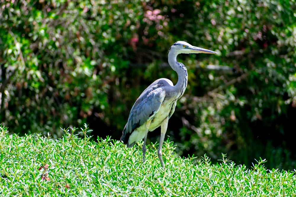 um pássaro em pé no topo de um campo verde exuberante