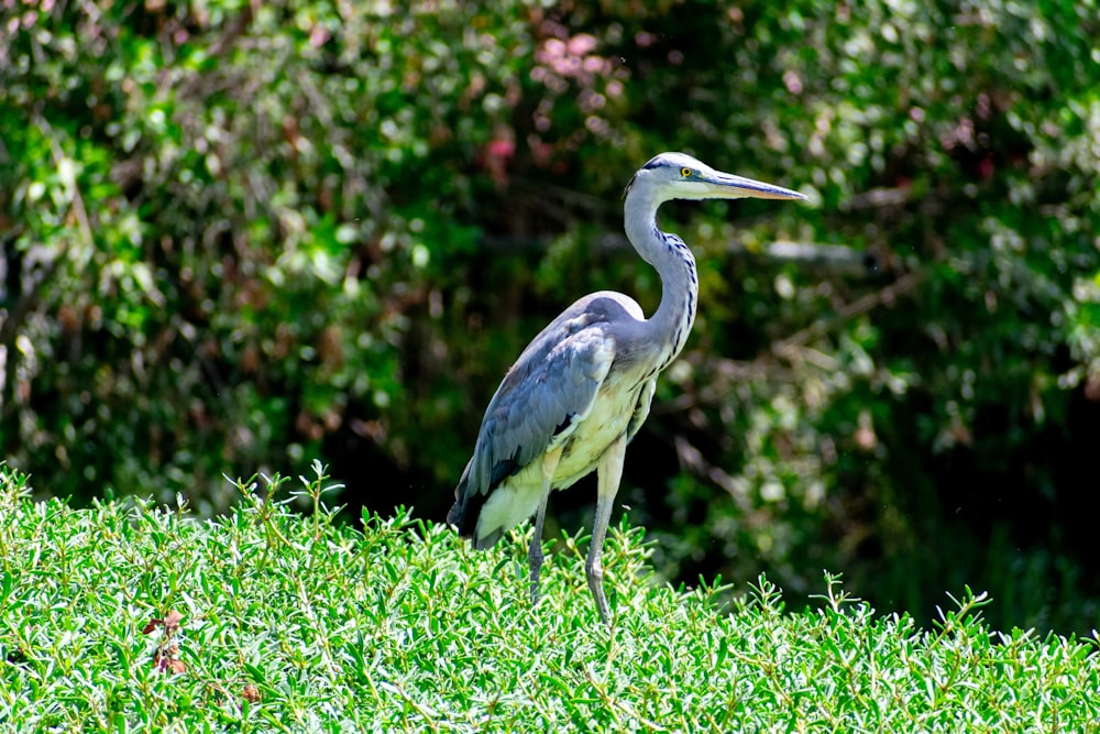 a bird standing on top of a lush green field