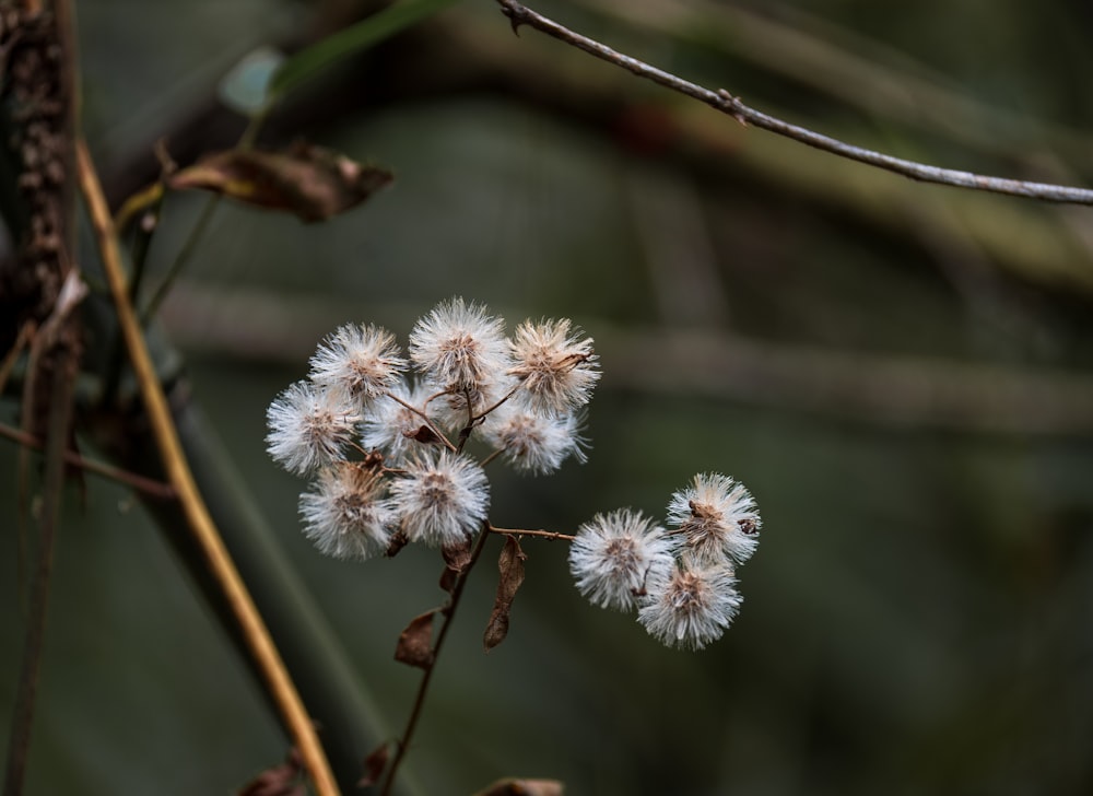 a bunch of white flowers on a tree branch