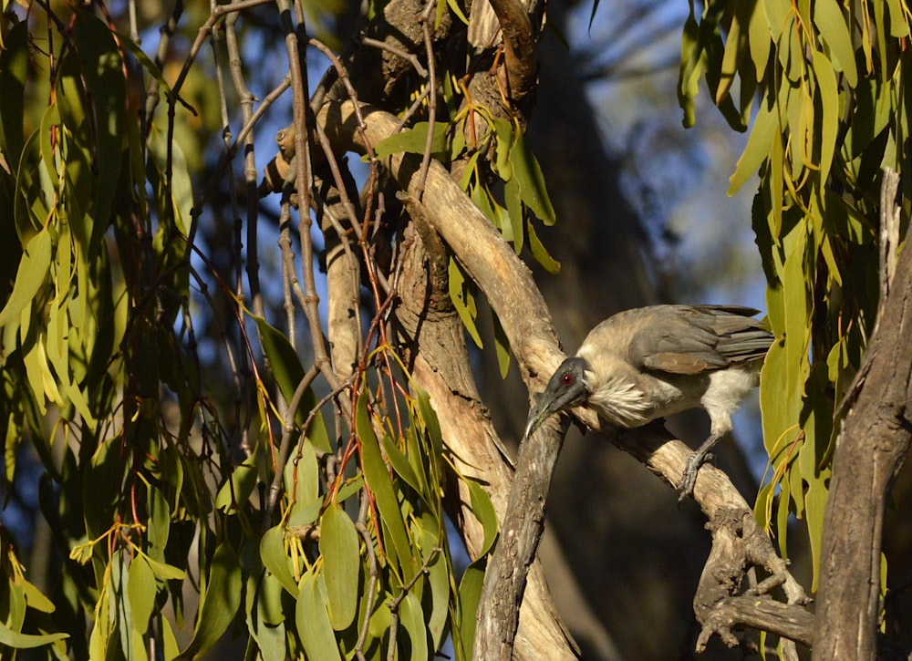 a bird sitting on a branch of a tree