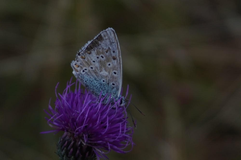 a butterfly sitting on top of a purple flower