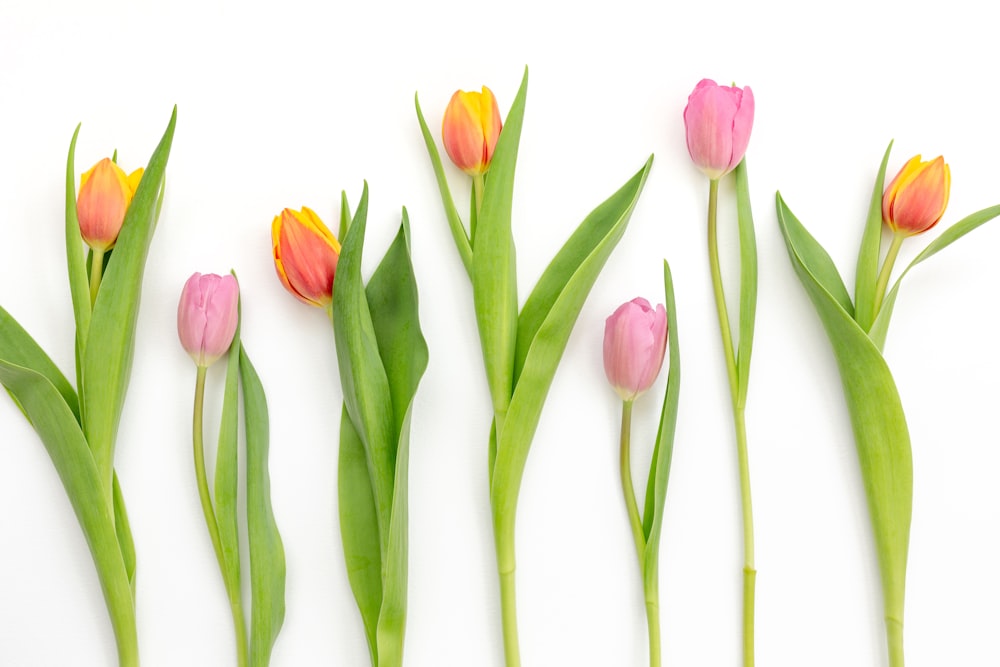 a group of pink and yellow tulips on a white background