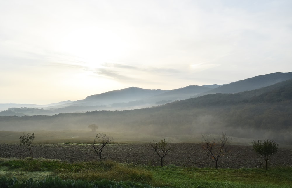 a foggy field with trees and mountains in the background