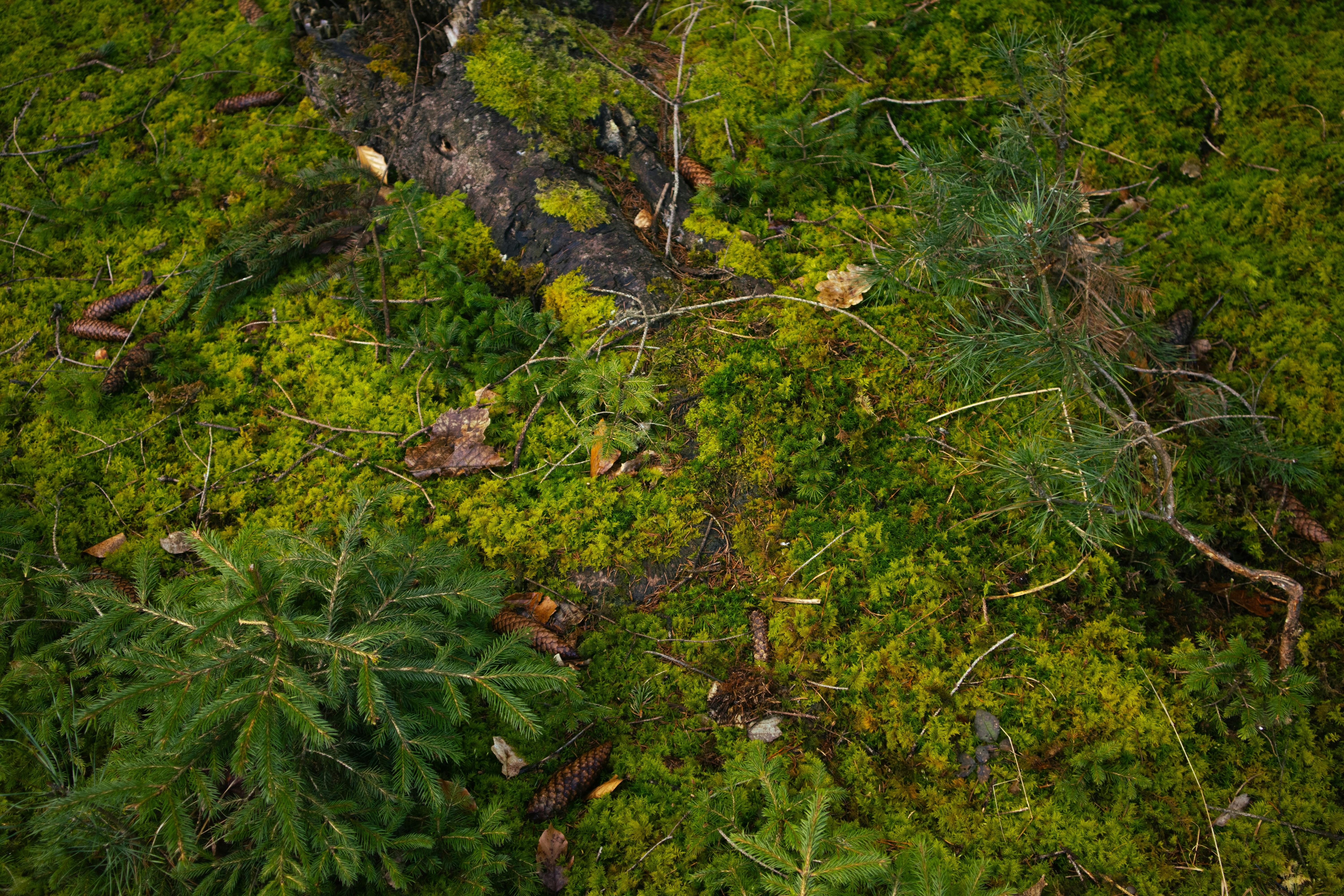 Photo by marko_lengyel