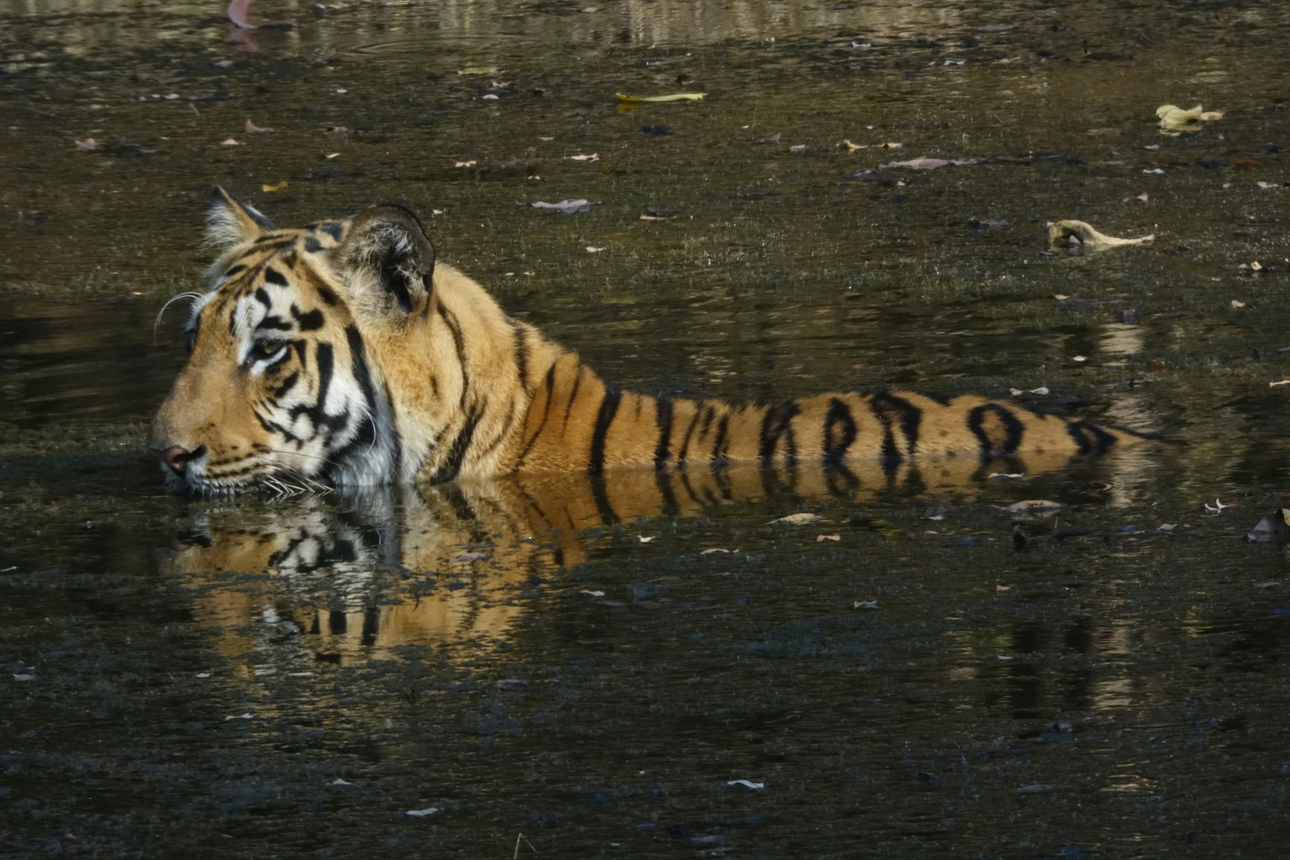 2. Adult Tigers Escaping Floodwaters (image credits: unsplash)