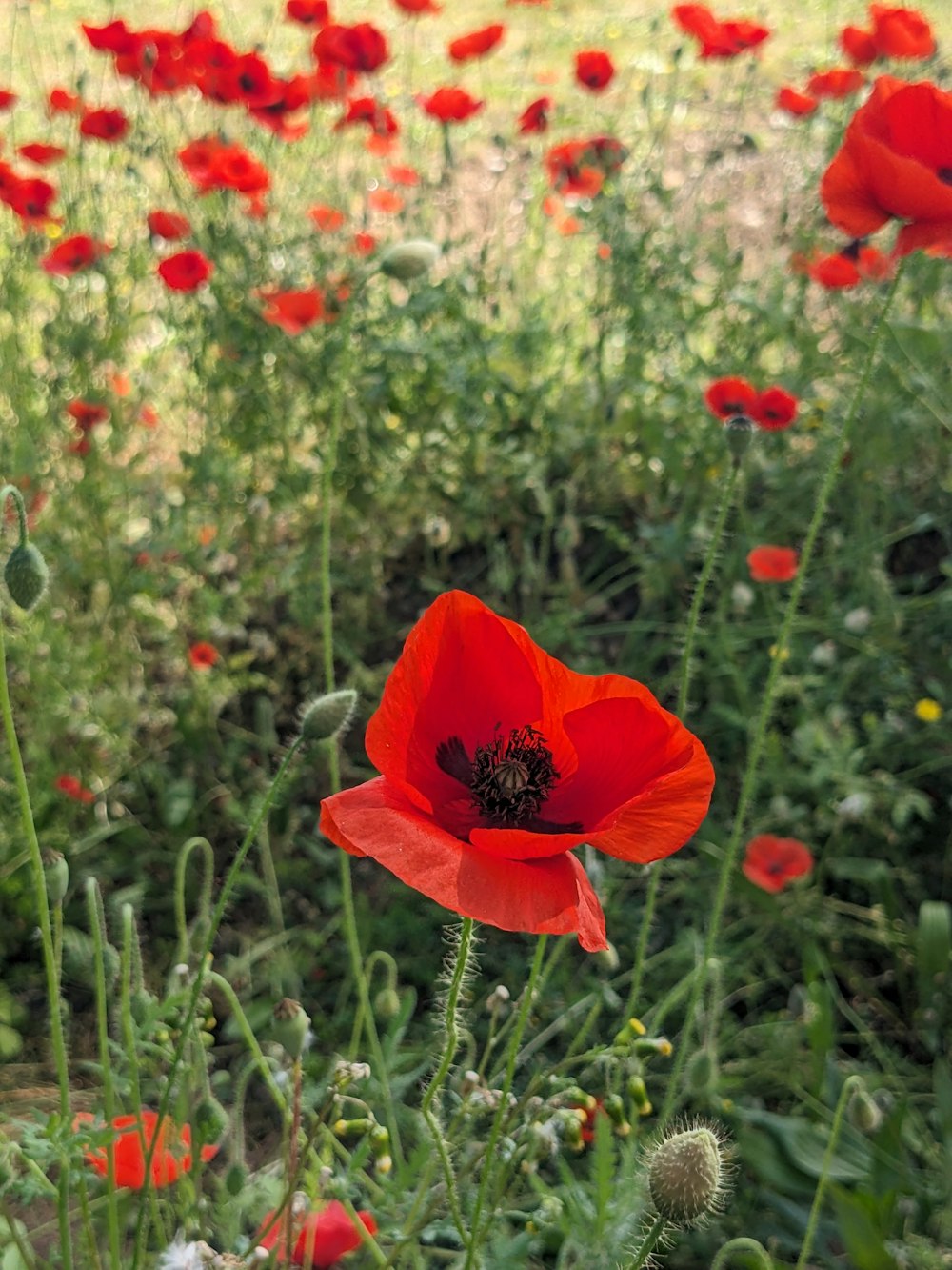 a field full of red flowers and green grass