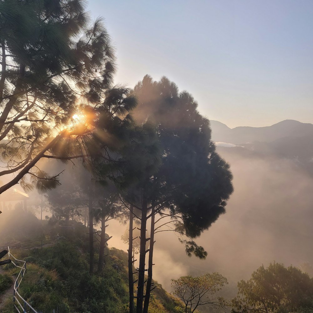 the sun is shining through the fog in the trees